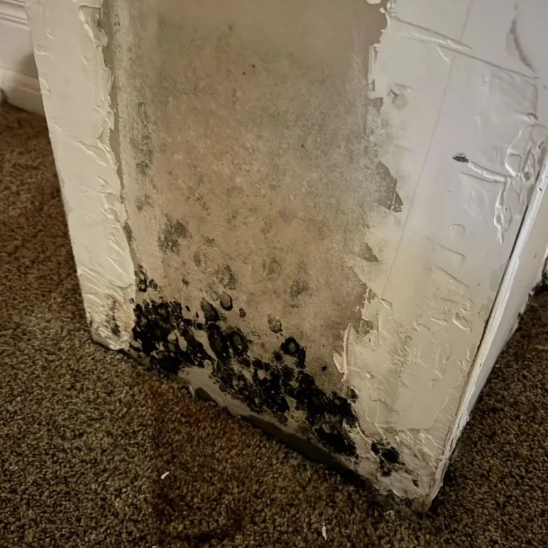 Professional Mold Removal in Hampton, IL